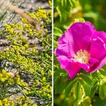 Дом отдыха 161-harboore-vejlby-klit-329